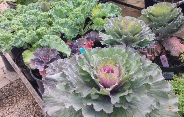 edible ornamentals - cabbage