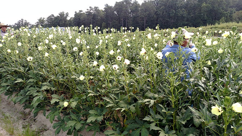 Okra crops being picked